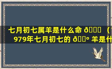 七月初七属羊是什么命 🐕 （1979年七月初七的 🐺 羊是什么命）